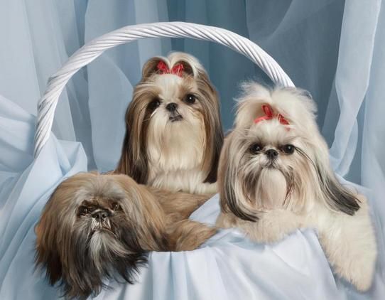 Shih Tzu Alone