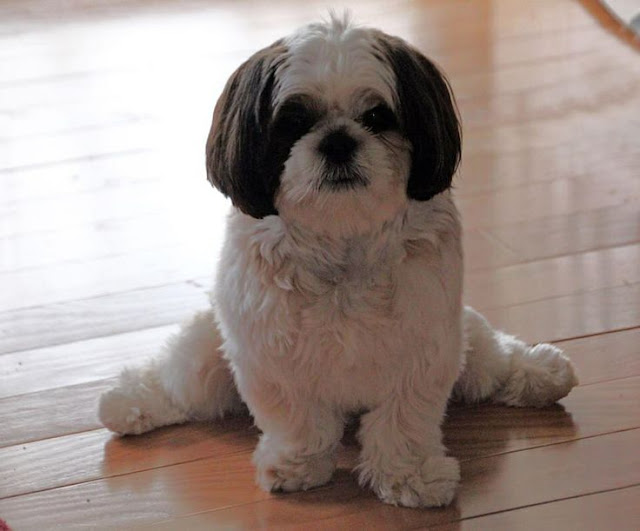 Shih Tzu Alone