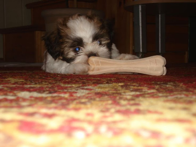 Shih Tzu Alone