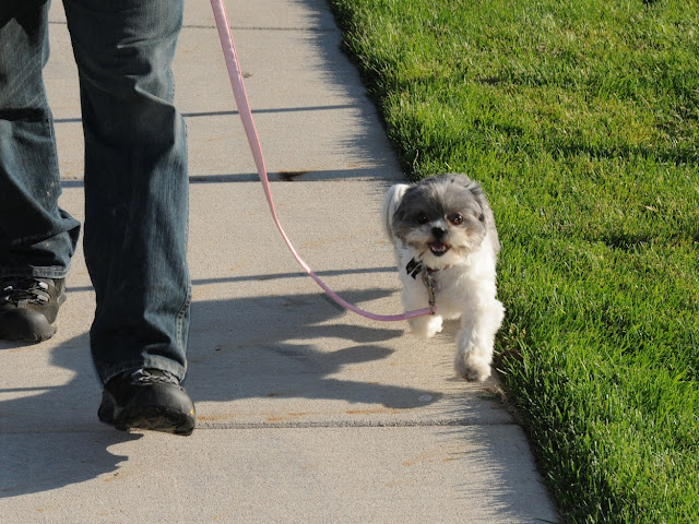 Shih Tzu Alone