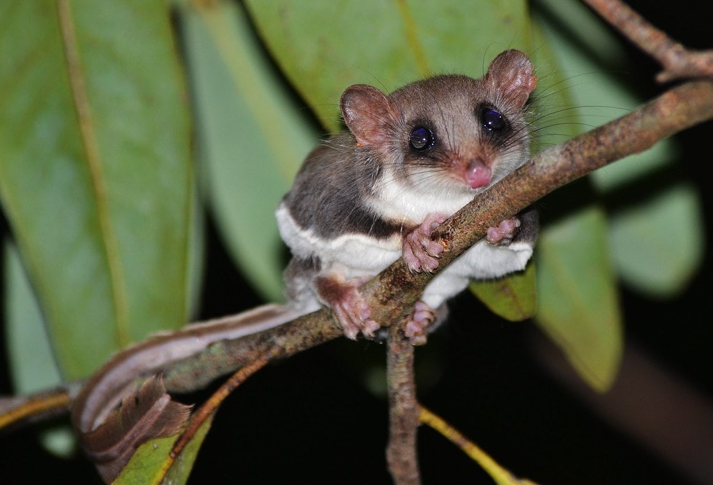 Wildlife Warriors Australia