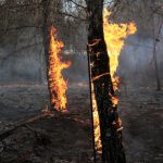 Firefighters ambushed on Canfield Mountain