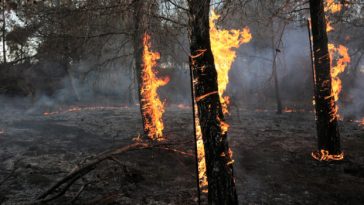 Firefighters ambushed on Canfield Mountain